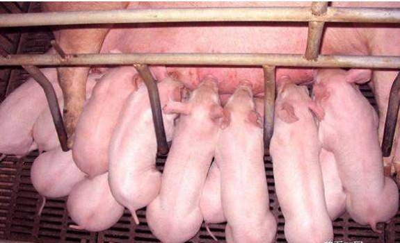 產(chǎn)房仔豬如何正確飼養(yǎng)管理？
