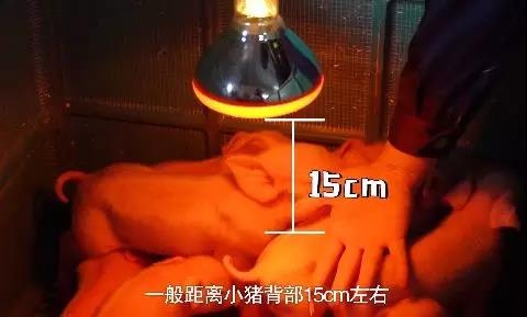 冷空氣來(lái)襲，仔豬保溫就要這么做