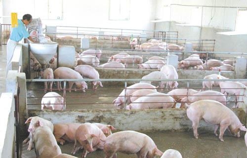 規(guī)模化豬場(chǎng)飼養(yǎng)規(guī)范--千方百計(jì)提高斷奶體重