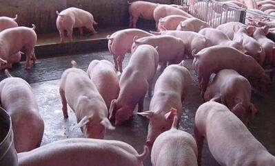 自由采食和人工按噸飼喂的比較！