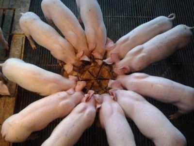 關于教槽料——這篇談的都是純干貨！