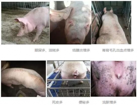 全國大多數豬場母豬都存在的問題，你注意到了嗎？