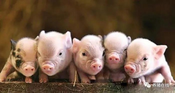 仔豬“抖抖病”