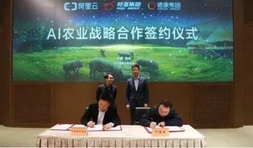 阿里云ET大腦養豬、京東跑步雞，電商巨頭進軍養殖業，會掀起怎樣的波瀾？