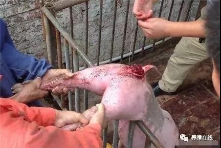 豬出現(xiàn)脫肛的防治措施