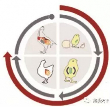 最初21天是腸道微生物菌群成熟的關鍵時期