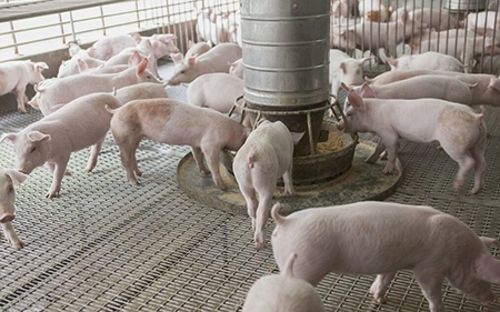 溫氏股份、新希望、正邦科技、天邦股份....1月份合計銷售生豬達268.3萬頭，他們賣...