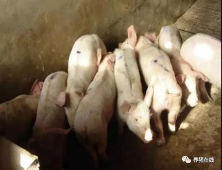 教你簡單區(qū)分豬瘟和藍耳病