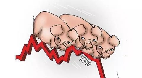 規?；B豬企業產能開始釋放？