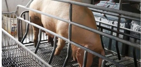 母豬臨產前的征兆