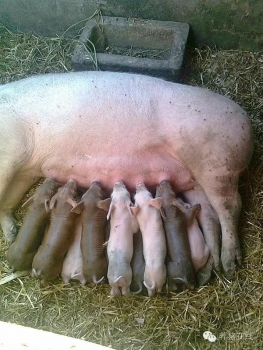 母豬產后的炎癥