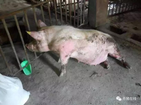 母豬突然癱瘓怎么辦
