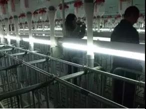 技術控 | 后備母豬飼養及情期管理方案