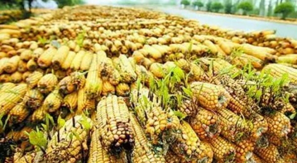 各種脫霉劑，您能選擇適合自己的么？！