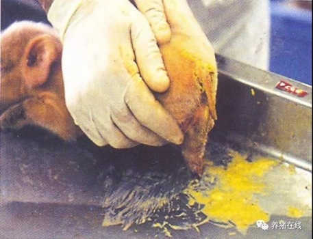 仔豬黃痢的診斷和防控