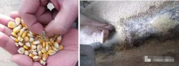 中國、美國、歐盟和加拿大的飼料中真菌毒素限量標(biāo)準(zhǔn)對比