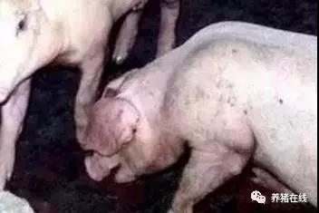 豬肺疫與胸膜肺炎的案例分析