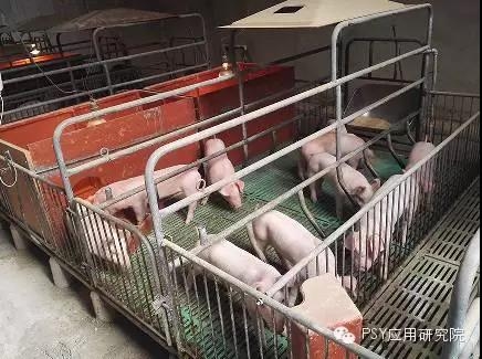 母豬年產2.4胎是怎樣做到的？