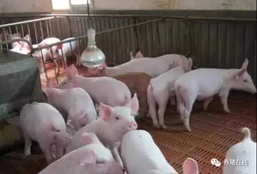 規模化豬場-懷孕舍規范操作規程