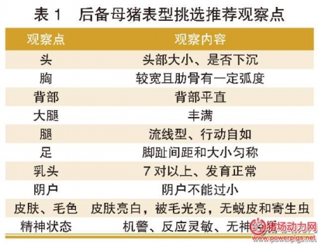 后備母豬的引種、馴化、飼養、營養