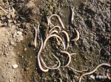 豬場該如何驅蟲