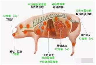 教保料企業(yè)如何15分鐘精準(zhǔn)分析霉菌毒素
