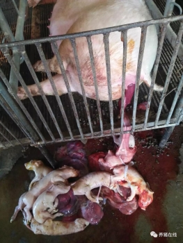 母豬流產死胎怎么回事