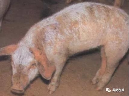 春季如何防治豬疥癬病