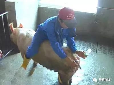 3點3分做好人工授精