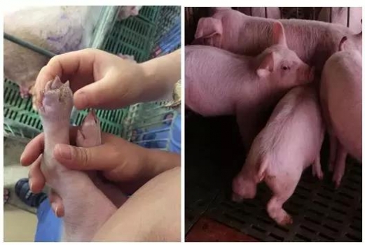 針對目前規模化豬場一些影響PSY與MSY因素的剖析系列之三