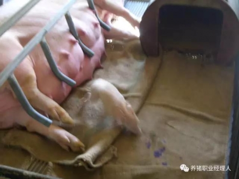 必修課 | 產房母豬人工監護分娩關鍵點（值得收藏）