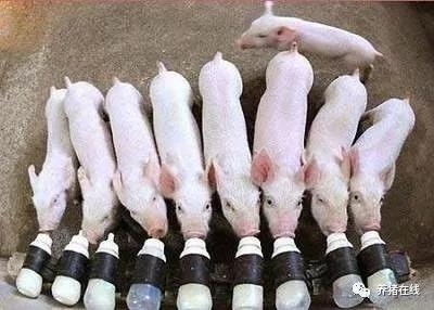 母豬缺乳的原因