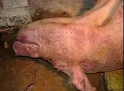 不要讓“內毒素”成為豬場效益的“收割機”