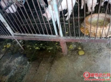 夏春季節易發生仔豬細菌性的腹瀉、豬鏈球菌