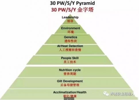 標準的后備母豬管理及記錄規范