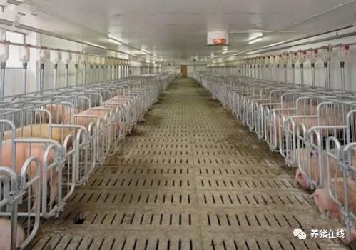 春季如何做好豬只飼養，加快長勢？