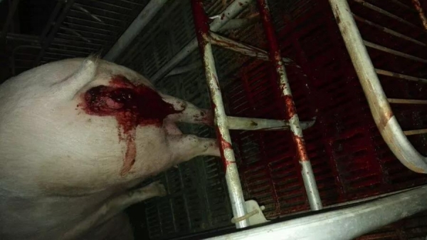 母豬分娩后大出血怎么辦？