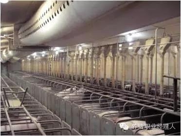 必修課 | 從財務角度看豬場成本控制如何做到最優