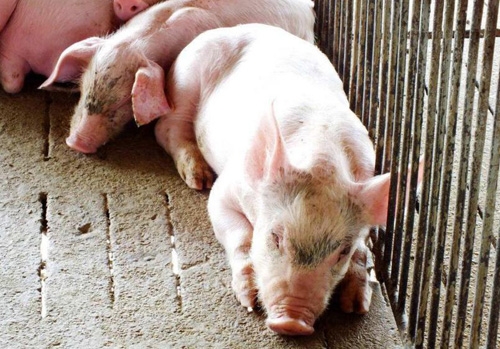 豬群貧血，補鐵無效，原來是這樣