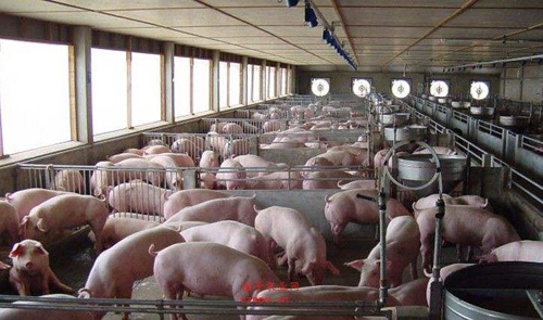 豬場管理|規模豬場的胎次管理（1）