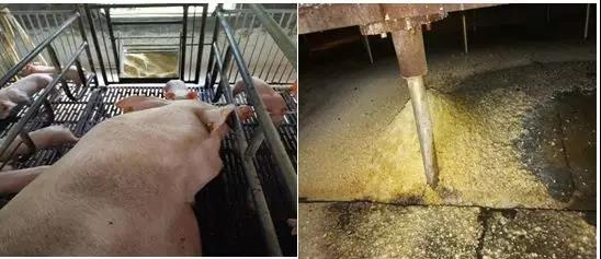 豬場發現丨清理料槽太麻煩，你需要——活動食槽