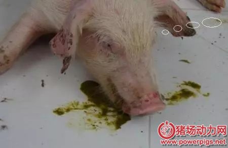 常引發豬嘔吐的六種豬病！