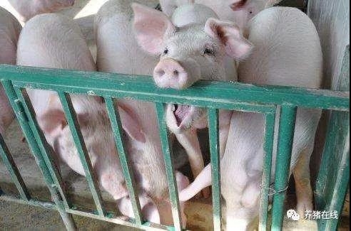 六點入手養好產房仔豬