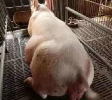 臨產母豬的飼養管理