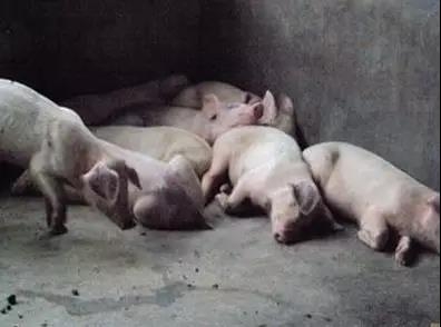 破解豬場藍耳病肆虐的秘密！