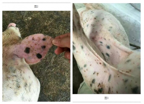 呼吸中的霉菌毒素，豬的霉菌性肺炎