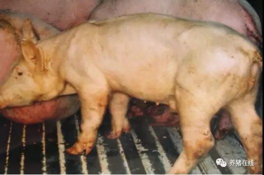 夏季豬場常發病 - 豬附紅細胞體病