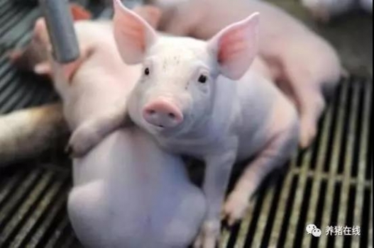 豬場常常被忽視的人蓄共患病 - 弓形體病