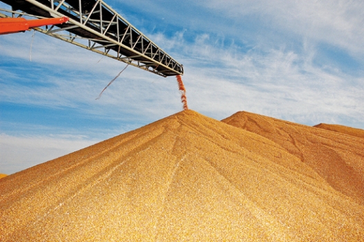 飼料加工技術對飼料安全的影響介紹