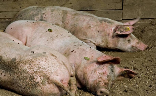 養豬不是搞學術，談談偽狂犬病的控制和清除